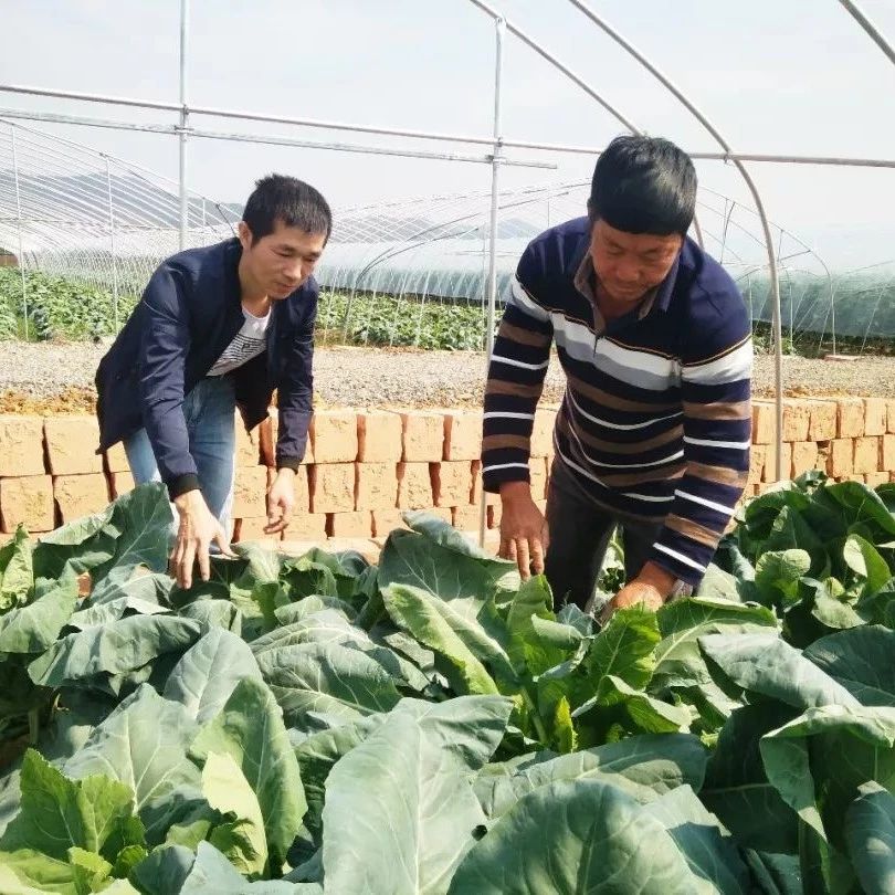 乡镇之窗|鸿塘镇陵家村种植蔬菜壮大集体经济