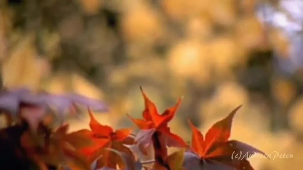 收录于合集⭐《 初 秋 》，美极了！