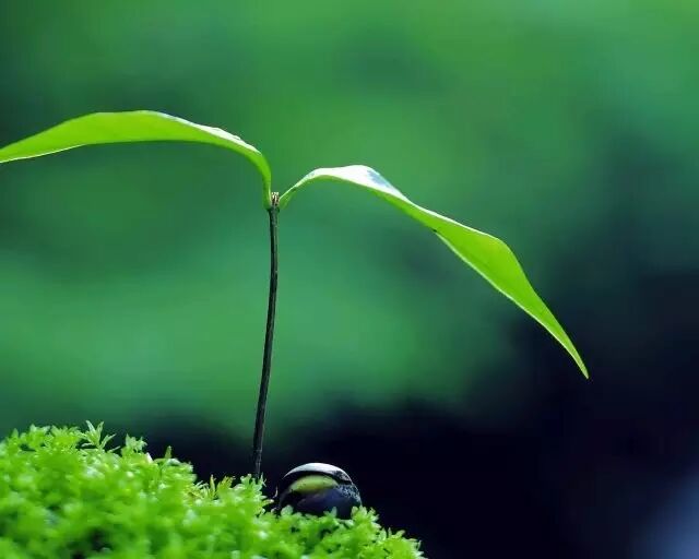 木子与你分享春日美文《生活的兰幽草》