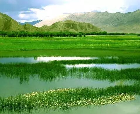 木子与你分享春日美文《生活的兰幽草》