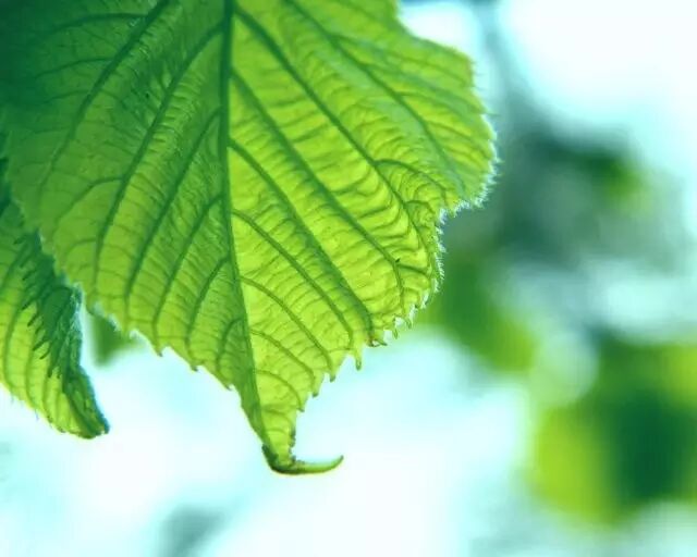 木子与你分享春日美文《生活的兰幽草》