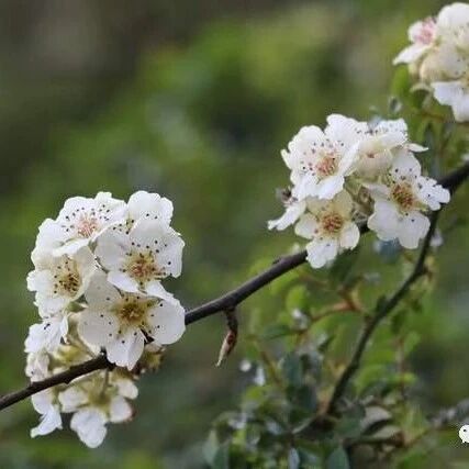 十五首关于棠梨花的诗词，无风杨柳漫天絮，不雨棠梨满地花。