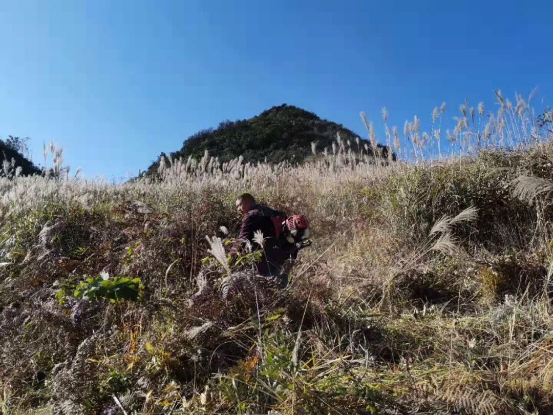 清镇市犁倭镇茅草村刘乙宏大山深处的拓荒人