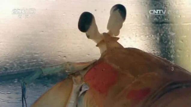 来源：CCTV节目官网⭐纪录片《生命的奇迹》第三集 不断膨胀的感知世界-1