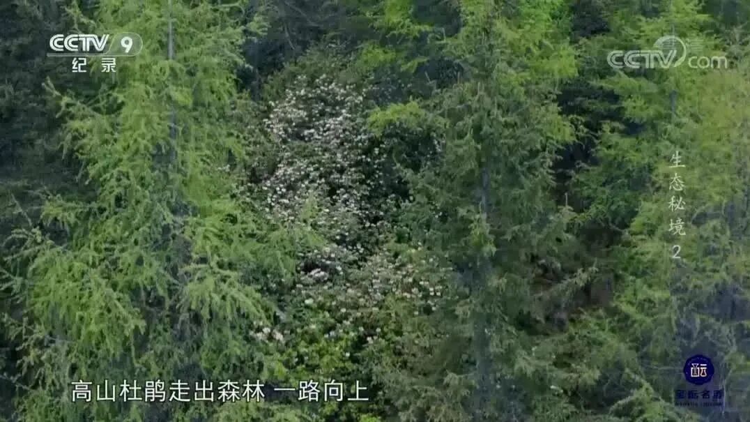 来源：CCTV节目官网 > 《生态秘境》⭐纪录片《生态秘境》2 生命之源-1