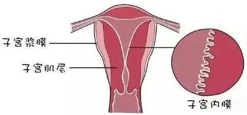 子宫内膜薄难怀孕？4 个保养要点，帮你养出 “好土壤”