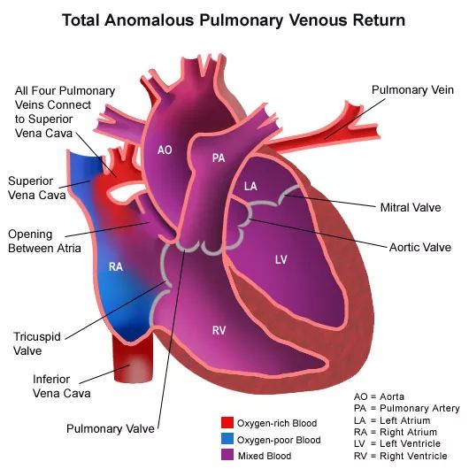 心泵的力量和强度可部分被返回进入心脏的血液量来衡量.