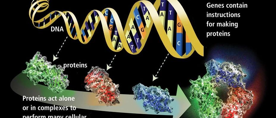 DNA与遗传密码是如何变成蛋白质de?