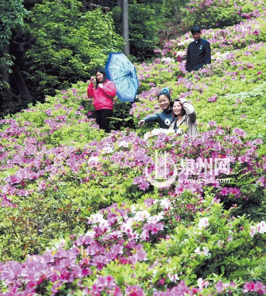 泉州赏杜鹃花好去处推荐,杜鹃花哪里看攻略(地点 线路