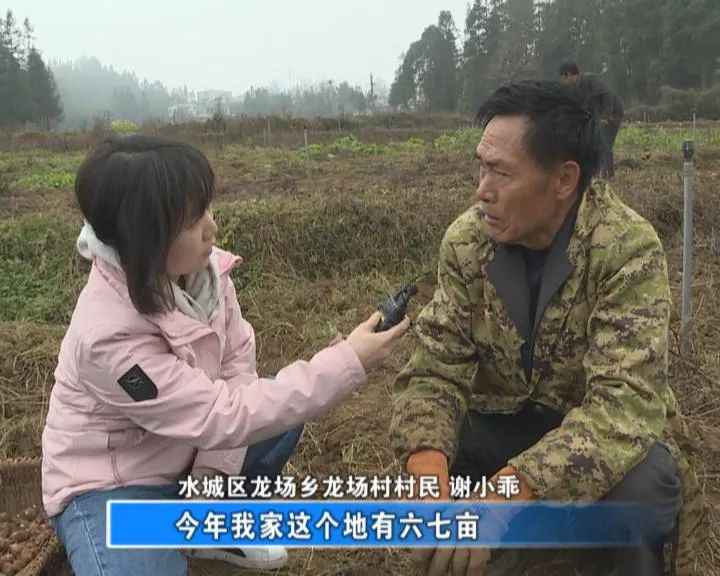 水城区龙场乡龙场村村民 谢小乖正月初一,龙场乡龙场村的芋头地里格外