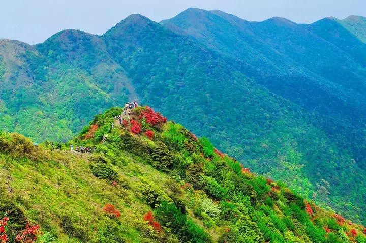 【通天蜡烛杜鹃花海】3.26登从化通天蜡烛,赏漫山杜鹃花海