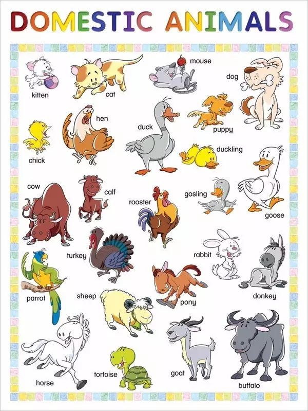 小学阶段英语单词分类学习大全 好学易记