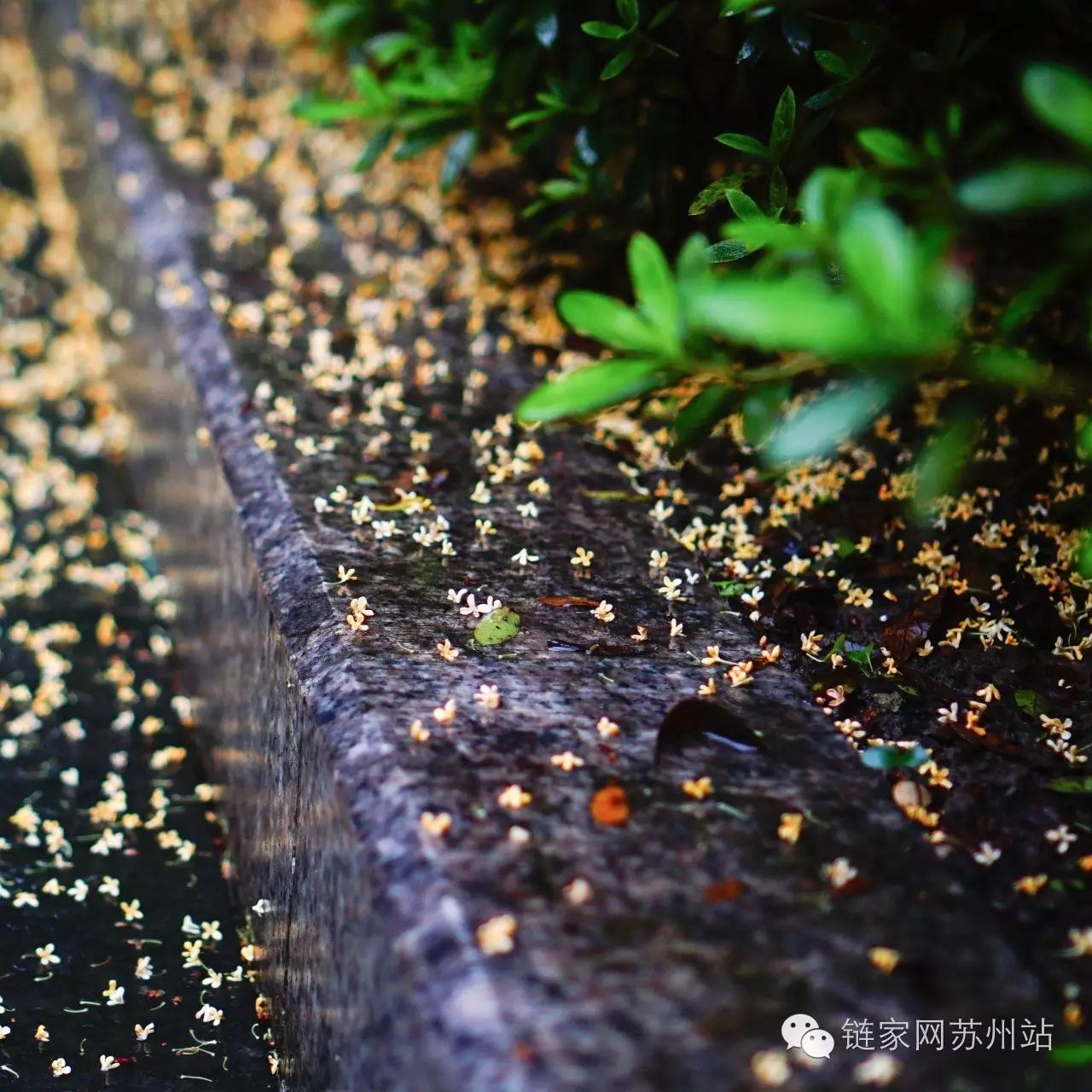 懊糟的下雨天里,能慰藉心灵的只有这个了