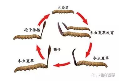 弹指间,秒懂冬虫夏草【必转】