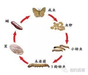 弹指间,秒懂冬虫夏草【必转】