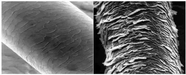 高倍显微镜下受损的毛鳞片 miseenscen护发
