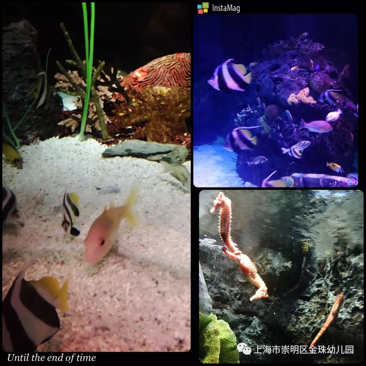 上海海洋水族馆和长风海洋世界哪个好玩_长风公园好玩吗_顾村公园好玩还是植物园好玩