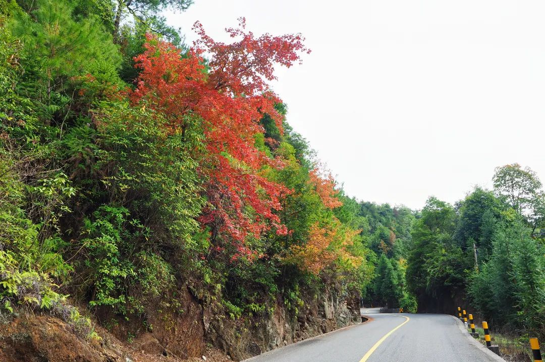 初冬北山层林尽染 满山红叶似彩霞 始兴县政府门户网站