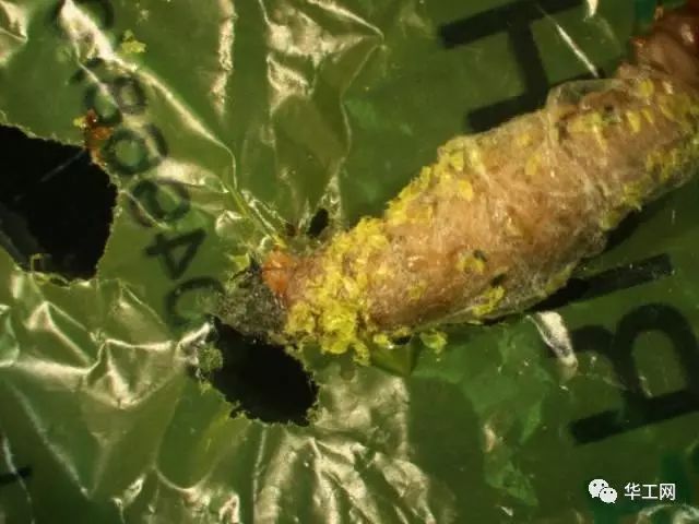 蜡螟会将卵产在蜂巢内.