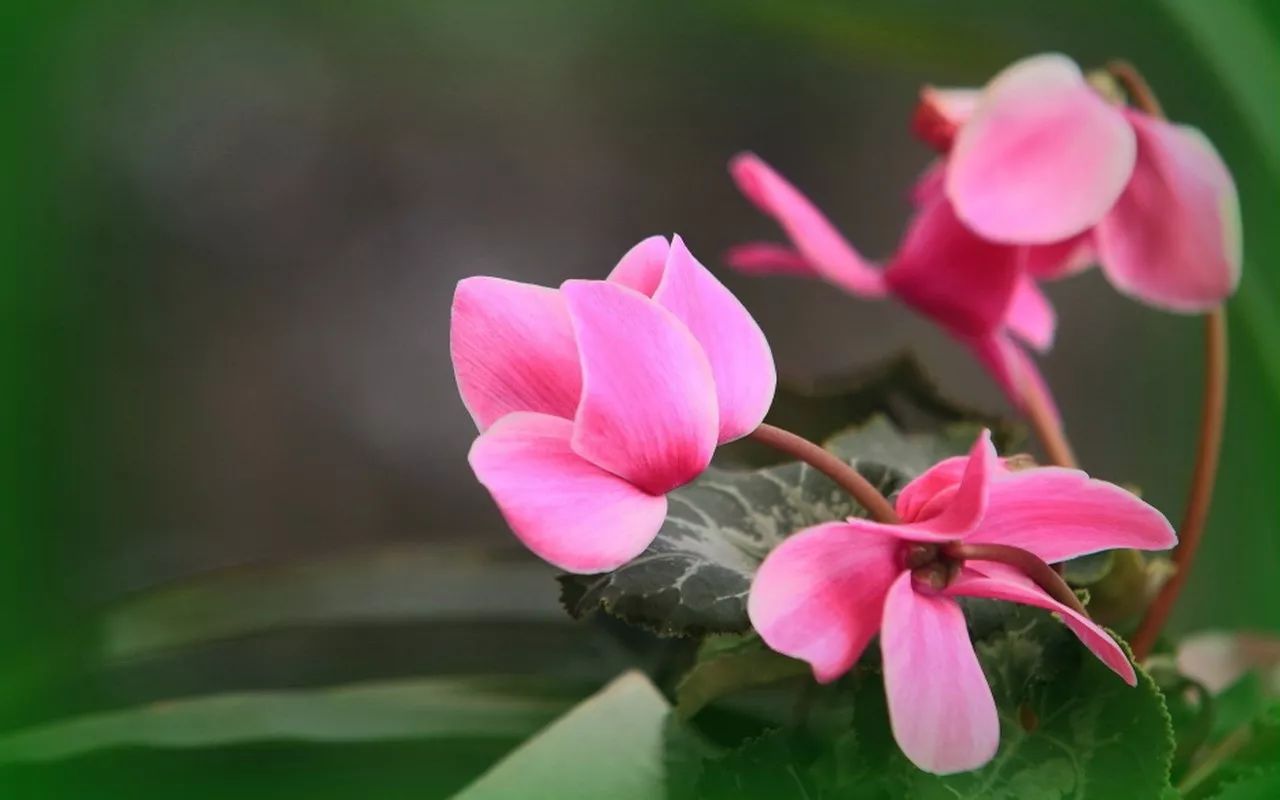 生财旺福就养这5种花, 光听名字就喜庆, 养一盆就发财