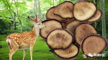 最能补肾气的中草药是什么？