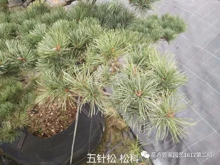 五针松品种很多,其中以针叶最短(叶长2厘米左右,枝条紧密的大板松最