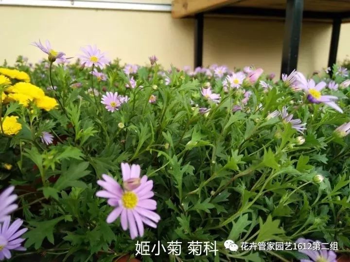 姬小菊, 又名小雏菊, 菊科,雏菊属 ,多年生草本植物.