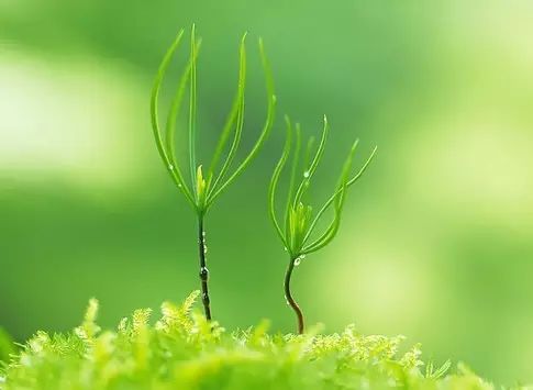 ppt 背景 壁纸 电脑桌面 发芽 绿色 绿色植物 嫩芽 嫩叶 新芽 植物