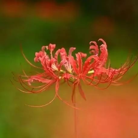 那年,木棉花开(陈怡婷 )