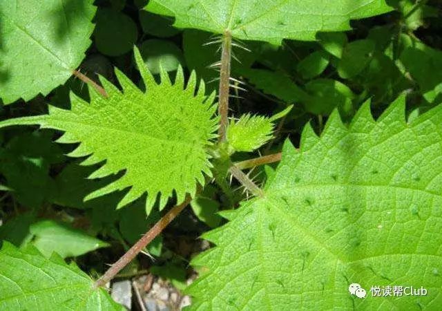 安顺这些野菜的好处你都知道吗