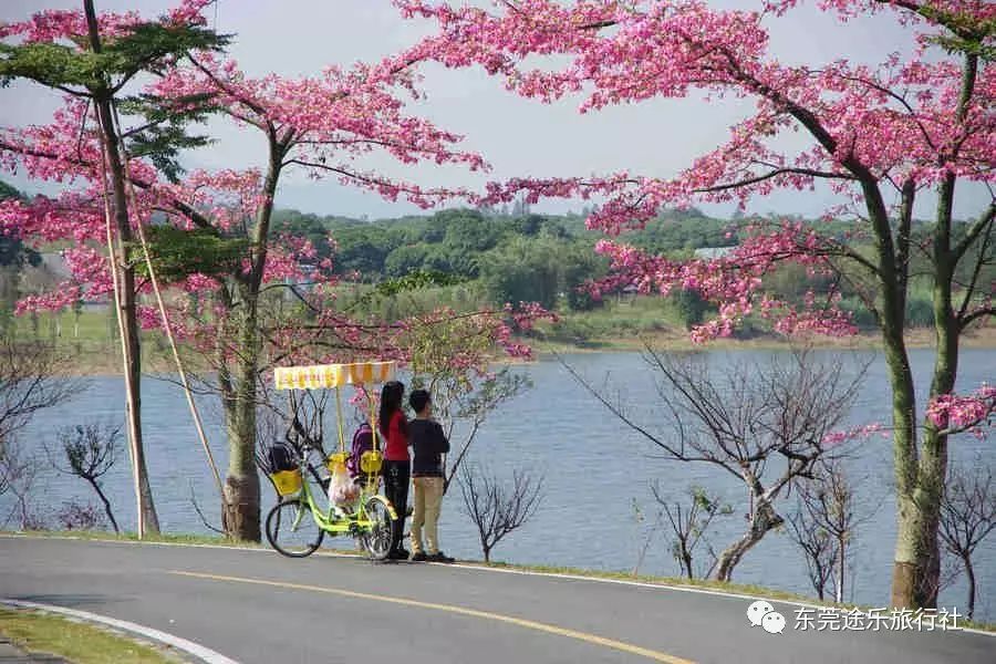 仿佛进入一个世外桃园 还有丰盛大餐等着我们【东莞—松山湖骑单车