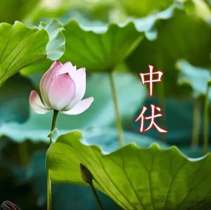 今日中伏!最能把身体寒气排出来的20天!为了健康,请做好"8个一"!