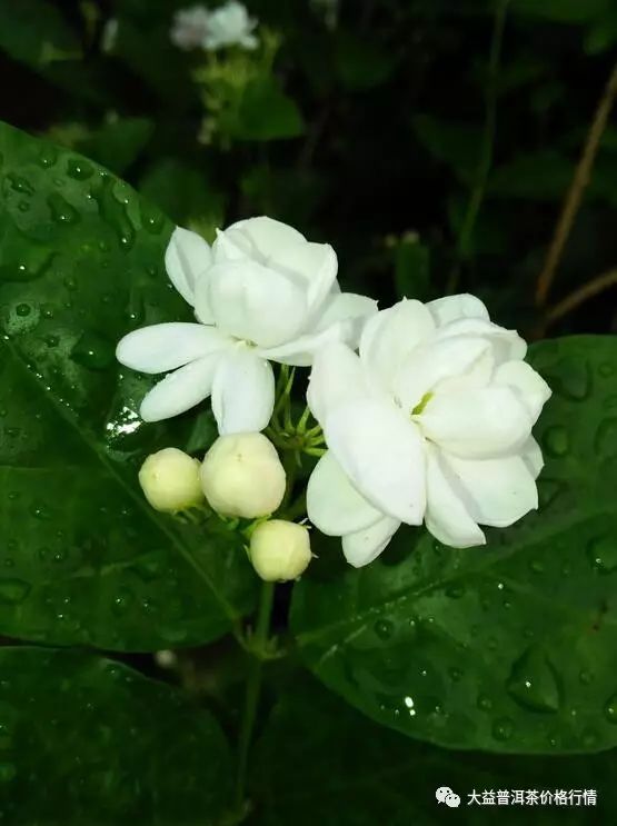 花草茶功效大全｜花草茶功效与作用｜花草茶的冲泡与搭配（1）