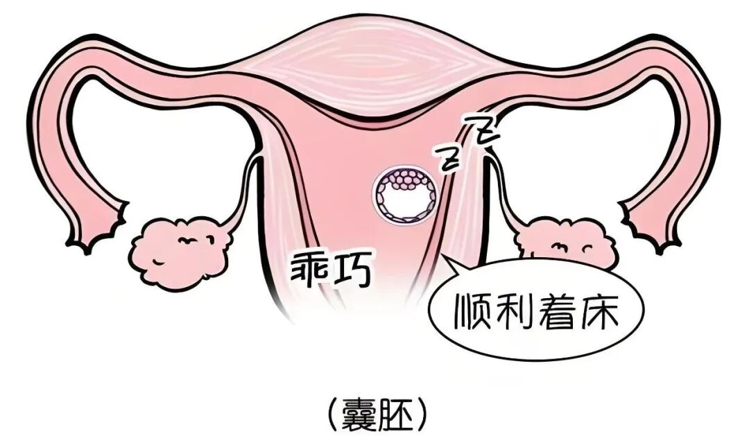 试管促排卵，会影响卵巢功能吗？
