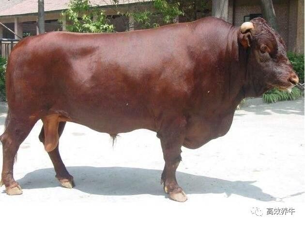 世界主要肉牛品种之三——利木赞牛的特性