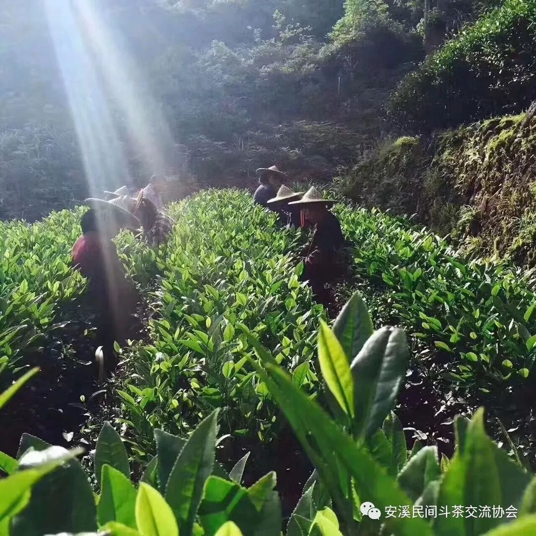 探寻安溪铁观音的奇妙旅程