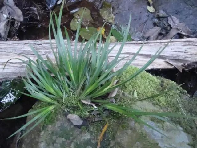 菖蒲的价值 一,水菖蒲避秽驱虫