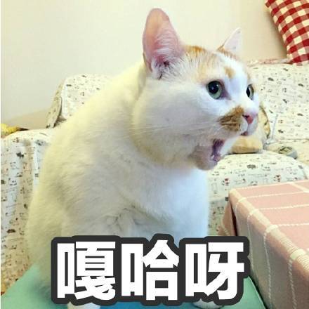 一只猫引发的血案生日祝福却变诅咒