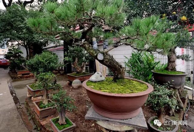 海游有个盆景村 那里家家户户都种盆景