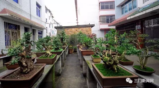 海游有个盆景村 那里家家户户都种盆景