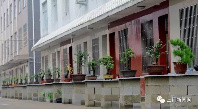 海游有个盆景村 那里家家户户都种盆景