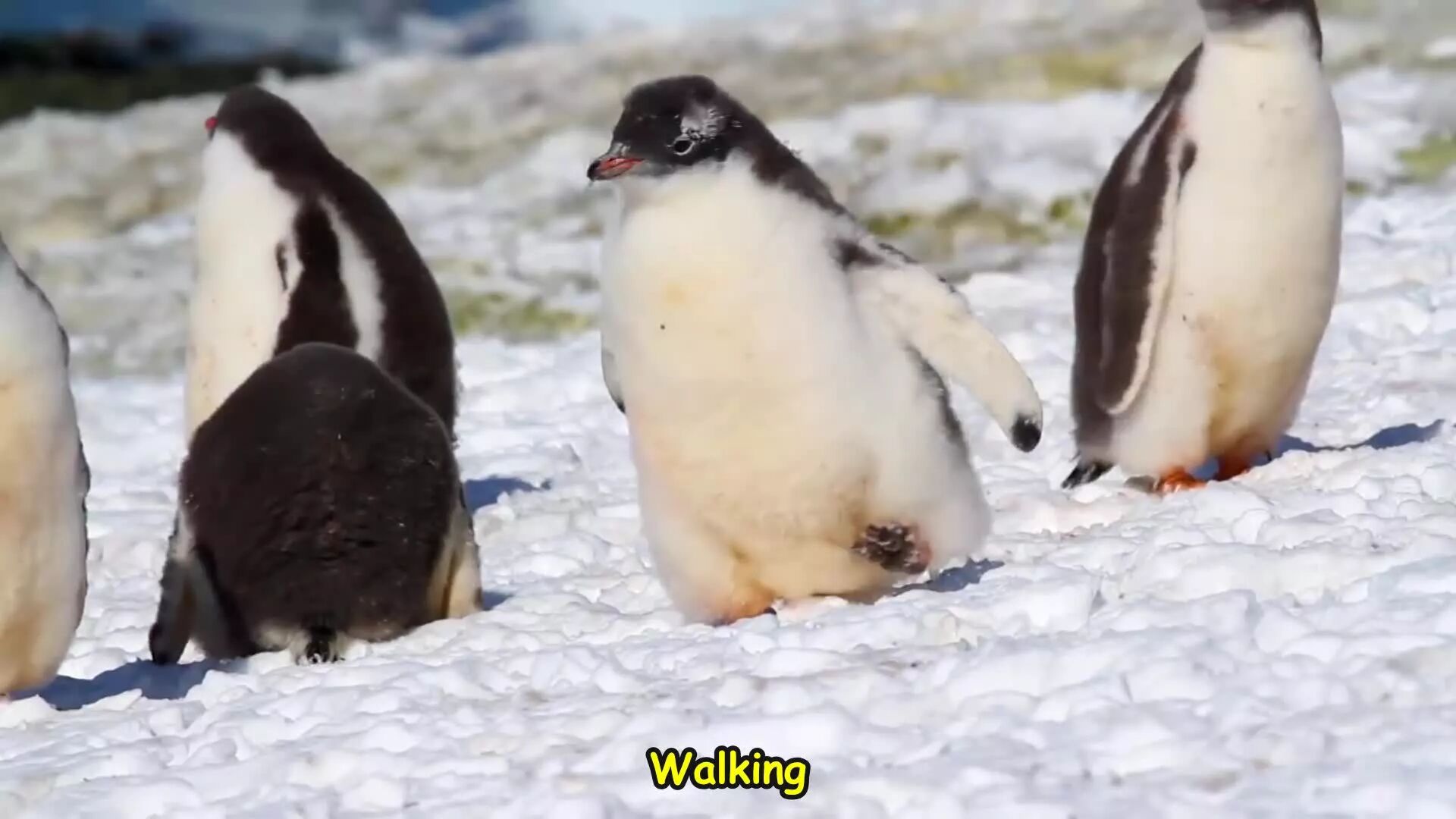 Penguin Walk⭐Do the penguin walk