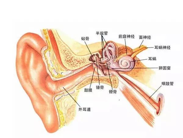 2,若发现耳屎聚集到耳朵中过多,影响孩子听力, 并且形成硬块状(俗称