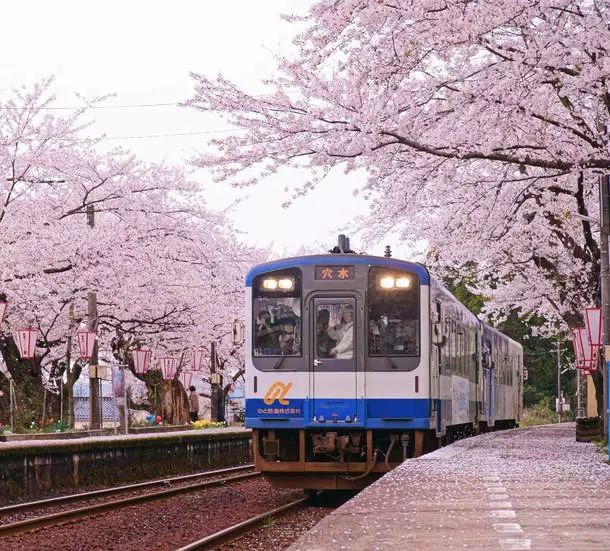 樱花季 | 2018年日本樱花,一年一次的最美约定