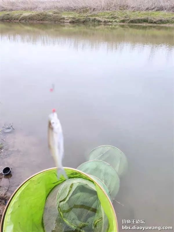 小河鳊也过来了太长的连竿,人有点累了,喝杯浓热的人参乌龙茶.