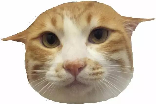 底妆大法 超齐全底妆手法动图手残都学得会请在歪坏环境下点开 自由微信 Freewechat