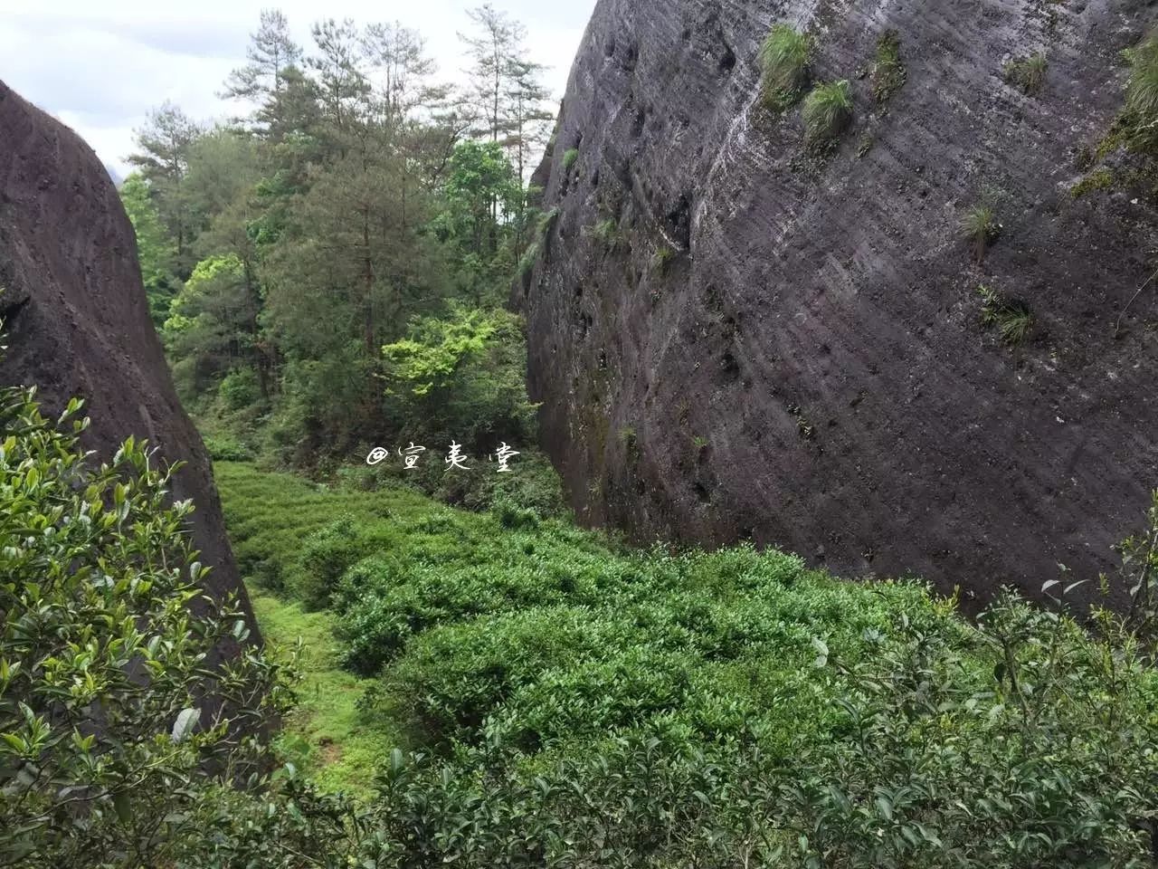 (爆料)如何挑选武夷山正岩肉桂?好的肉桂茶是标准是什么?