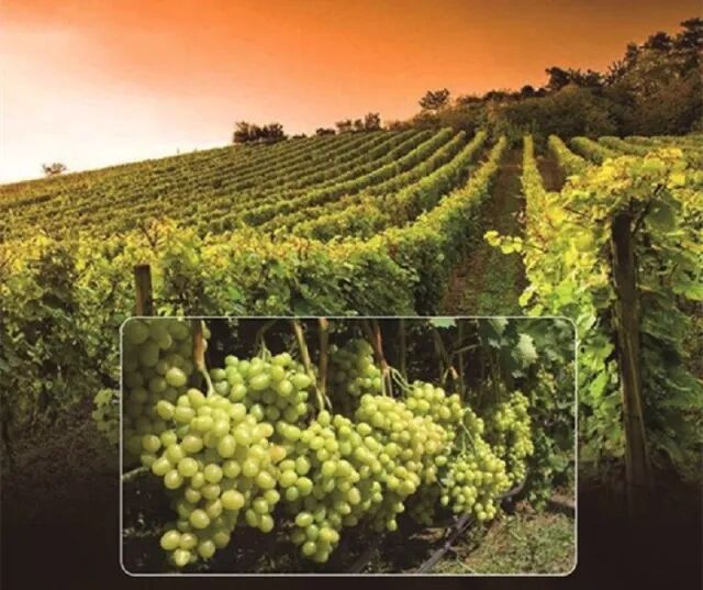 葡萄品种——白玉霓酿制,与法国干邑和雅文邑的白兰地酿酒是同一品种
