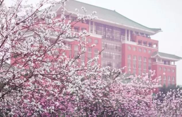 你将惊叹于 四月紫荆花开烂漫的校园 华南农业大学新媒体中心 在广州