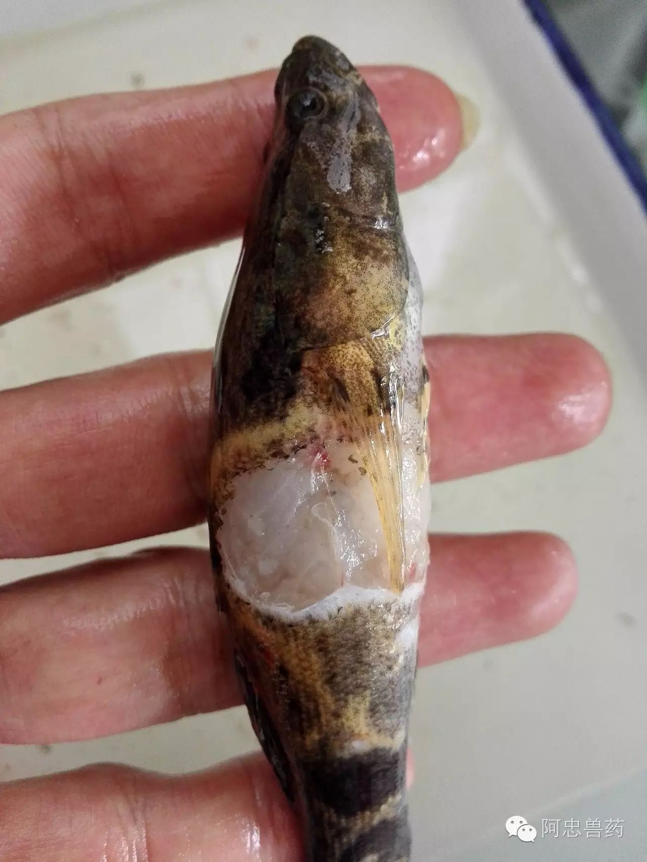 笋壳鱼尾孢子虫新法与鱼大大新动态
